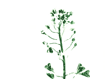 Hirtentäschel